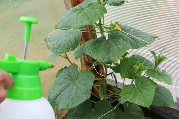 обработка Вьюги от болезней