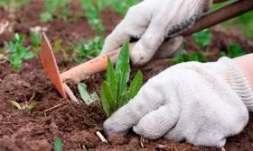 Взрыхляйте грунт и удаляйте сорняки