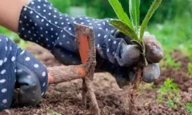 Взрыхляйте грунт и выпалывайте сорные травы.