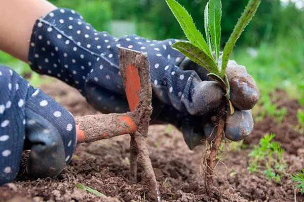 Взрыхляйте грунт и выпалывайте сорные травы.