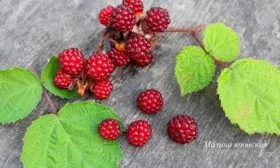 Ягоды и их вкус