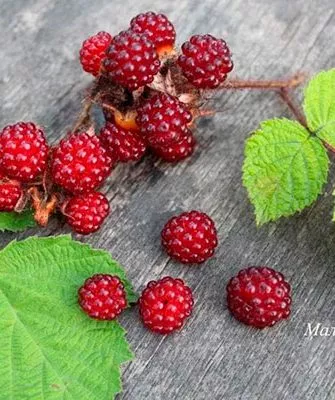 Ягоды и их вкус