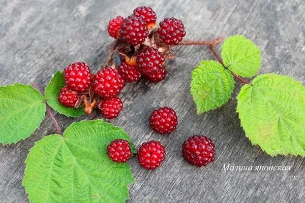 Ягоды и их вкус