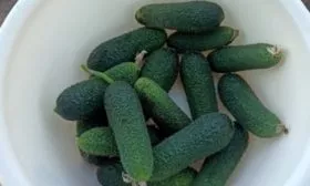 урожай Хитреца