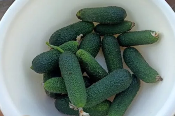 урожай Хитреца