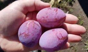 Сливы сорта Конфетная