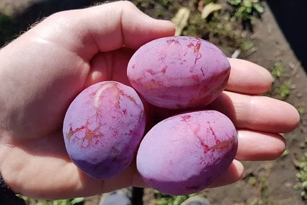 Сливы сорта Конфетная