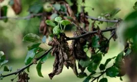 Яблоня Лигол бактериальный ожог