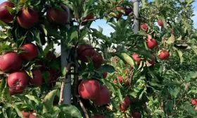 Яблоня Лигол дерево