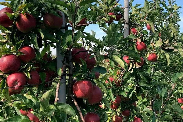 Яблоня Лигол дерево