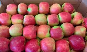 Яблоня Лигол хранение