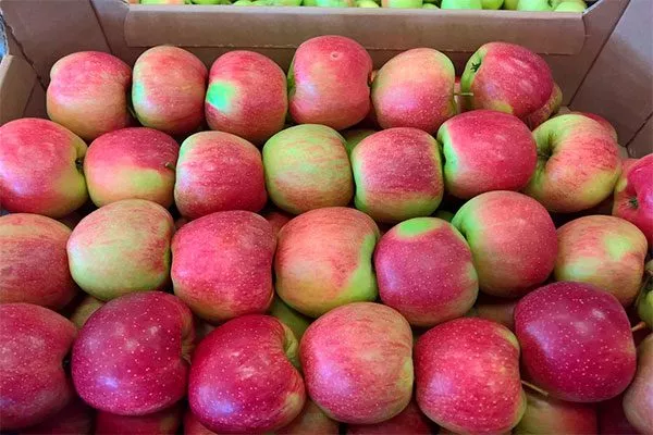 Яблоня Лигол хранение