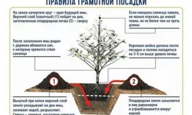 Яблоня Лигол посадка