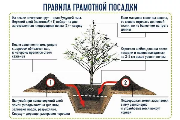 Яблоня Лигол посадка