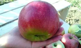 Яблоня Лигол размер