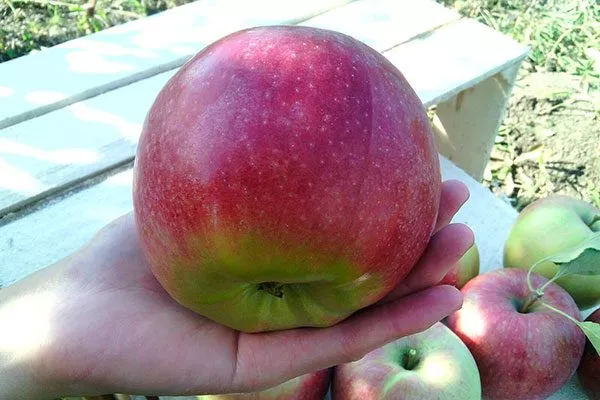 Яблоня Лигол размер