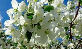 Яблоня Лигол цветение