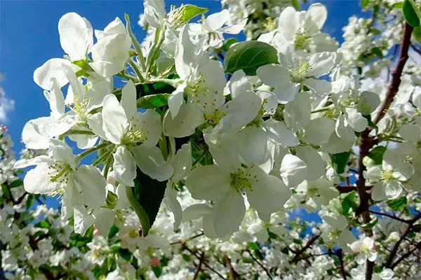 Яблоня Лигол цветение
