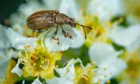 Яблоня Лигол цветоед