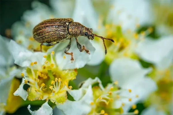 Яблоня Лигол цветоед