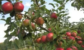 Яблоня Лигол ветвь