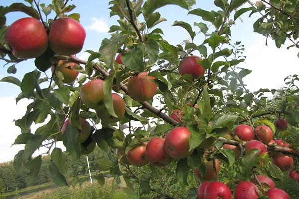 Яблоня Лигол ветвь