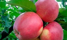 Яблоня Лигол яблоки