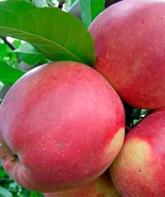 Яблоня Лигол яблоки