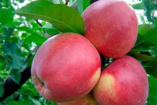 Яблоня Лигол яблоки