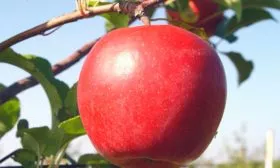 Яблоня Лигол яблоко