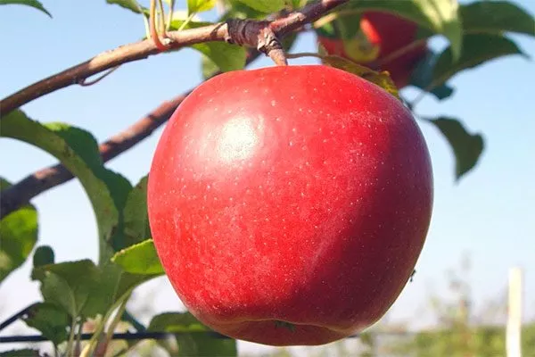 Яблоня Лигол яблоко