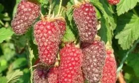 ягоды ежемалины Логанберри