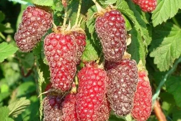 ягоды ежемалины Логанберри