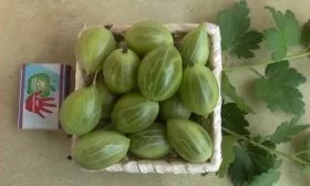 ягоды крыжовника Орфей