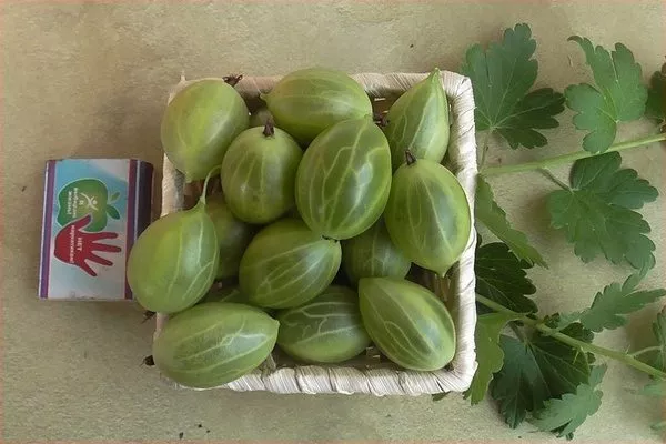 ягоды крыжовника Орфей