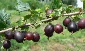 ягоды крыжовника Северный капитан