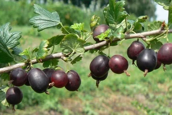 ягоды крыжовника Северный капитан