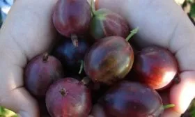 ягоды крыжовника Сливовый