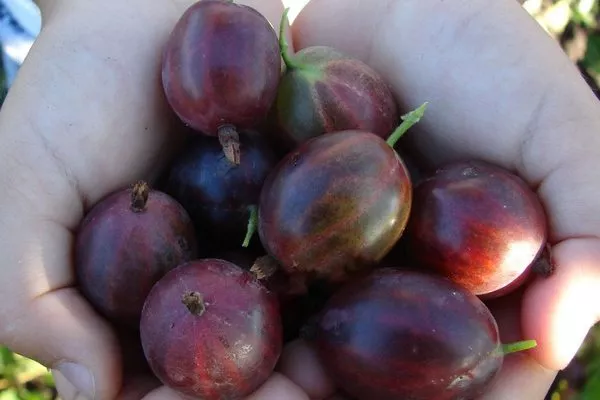 ягоды крыжовника Сливовый