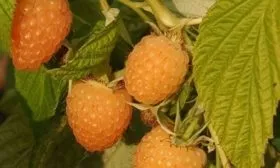 ягоды малины Анна