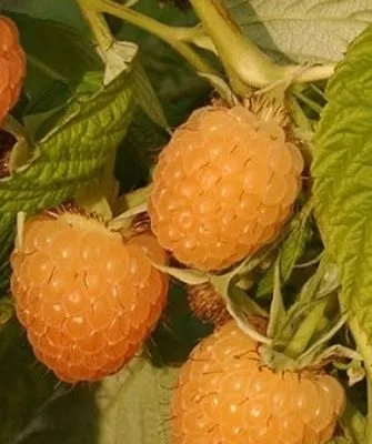 ягоды малины Анна