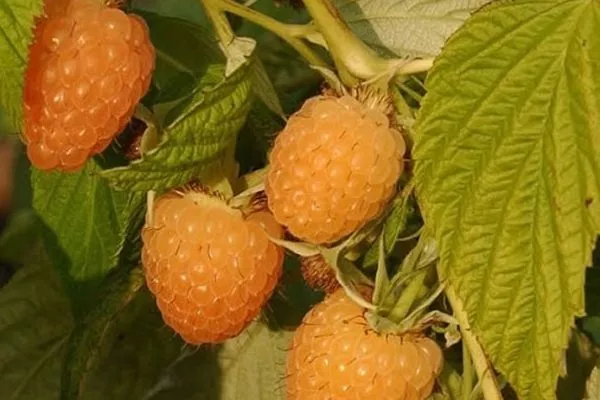 ягоды малины Анна