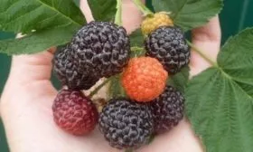 ягоды малины Блэк Джевел