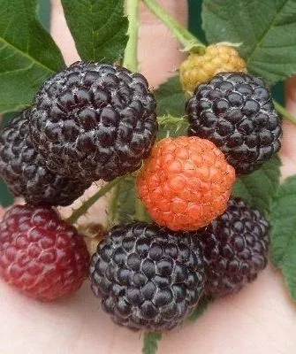 ягоды малины Блэк Джевел