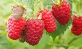 ягоды малины Бригантина