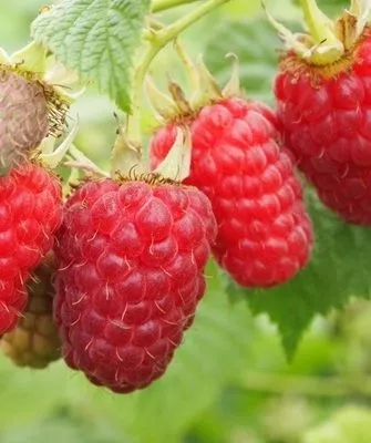 ягоды малины Бригантина