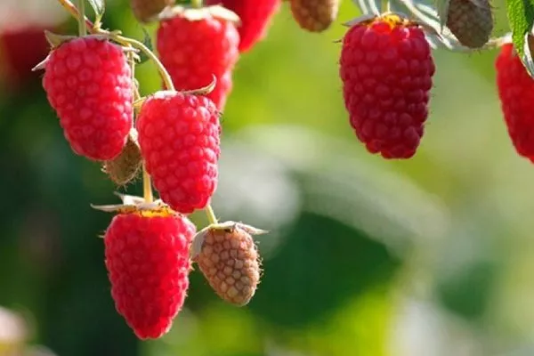 ягоды малины Брянская