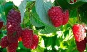 ягоды малины Брянское диво