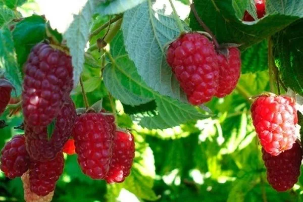 ягоды малины Брянское диво