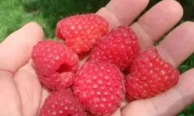 ягоды малины Феномен